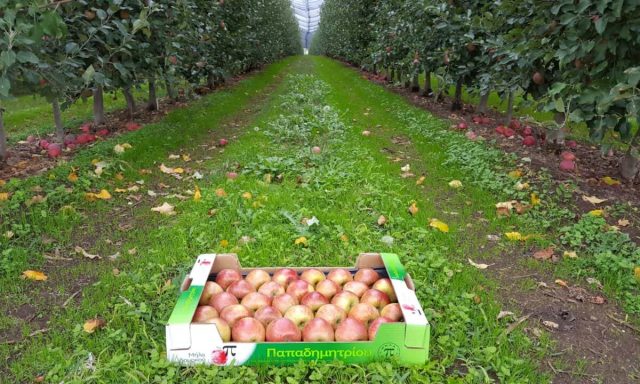 ΠΑΠΑΔΗΜΗΤΡΙΟΥ ΔΗΜΗΤΡΗΣ & ΣΙΑ Ο.Ε. – ΓΕΩΡΓΙΚΑ ΕΙΔΗ & ΠΡΟΙΟΝΤΑ – ΔΟΜΟΚΟΣ ΦΘΙΩΤΙΔΑ