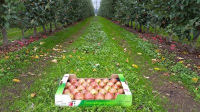 ΠΑΠΑΔΗΜΗΤΡΙΟΥ ΔΗΜΗΤΡΗΣ & ΣΙΑ Ο.Ε. – ΓΕΩΡΓΙΚΑ ΕΙΔΗ & ΠΡΟΙΟΝΤΑ – ΔΟΜΟΚΟΣ ΦΘΙΩΤΙΔΑ