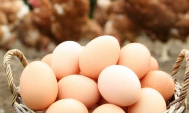 ΛΕΚΙΘΟΣ – ΚΑΤΣΙΠΙΔΗΣ & ΥΙΟΣ Ο.Ε. – ΕΜΠΟΡΙΟ ΑΥΓΩΝ & ΠΤΗΝΟΤΡΟΦΙΚΩΝ ΠΡΟΪΟΝΤΩΝ – ΝΕΑ ΡΑΙΔΕΣΤΟΣ ΘΕΣΣΑΛΟΝΙΚΗ