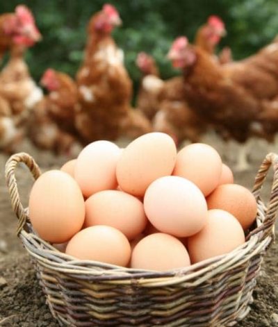 ΛΕΚΙΘΟΣ – ΚΑΤΣΙΠΙΔΗΣ & ΥΙΟΣ Ο.Ε. – ΕΜΠΟΡΙΟ ΑΥΓΩΝ & ΠΤΗΝΟΤΡΟΦΙΚΩΝ ΠΡΟΪΟΝΤΩΝ – ΝΕΑ ΡΑΙΔΕΣΤΟΣ ΘΕΣΣΑΛΟΝΙΚΗ