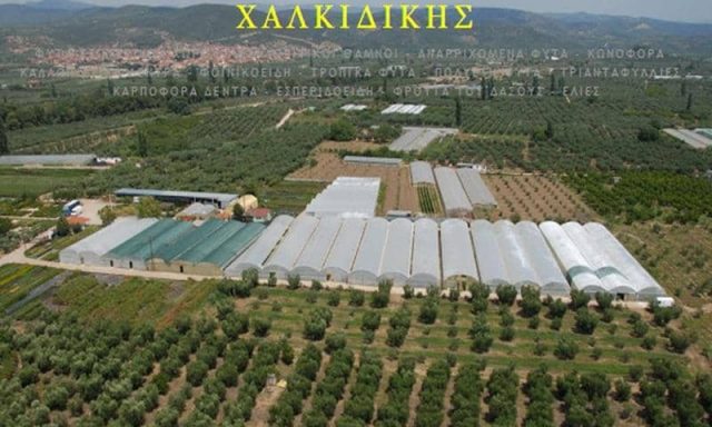 ΜΑΡΙΑ ΜΑΥΡΟΜΑΤΗ – ΦΥΤΩΡΙΑ ΜΑΥΡΟΜΑΤΗ – ΟΡΜΥΛΙΑ ΧΑΛΚΙΔΙΚΗΣ