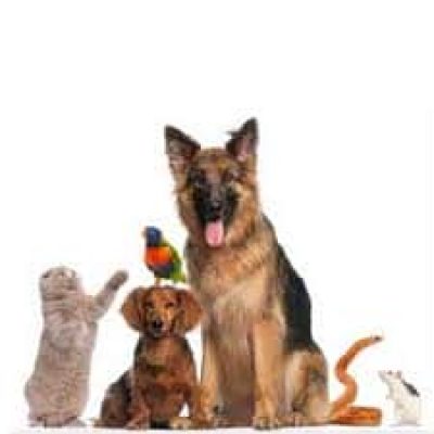 ΡΑΜΠΙΑΣ ΓΕΩΡΓΙΟΣ – PET SHOP ΖΩΟΤΡΟΦΕΣ ΦΑΡΜΑΚΑ – ALTHEXIS – ΥΔΡΑ ΑΤΤΙΚΗ