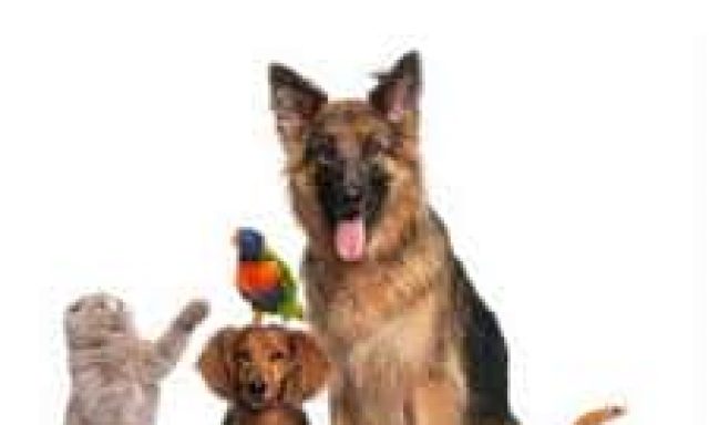 ΡΑΜΠΙΑΣ ΓΕΩΡΓΙΟΣ – PET SHOP ΖΩΟΤΡΟΦΕΣ ΦΑΡΜΑΚΑ – ALTHEXIS – ΥΔΡΑ ΑΤΤΙΚΗ