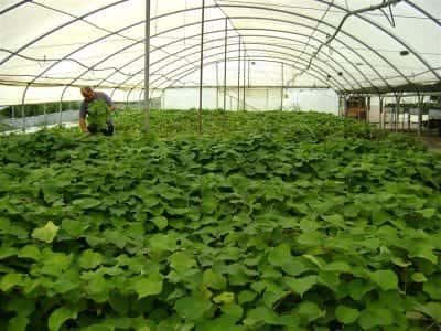 ΦΥΤΩΡΙΑ ΠΕΤΡΙΔΟΥ – ΠΕΤΡΙΔΟΥ ΔΗΜΗΤΡΑ – ΦΥΤΩΡΙΟ – ΣΚΥΔΡΑ ΠΕΛΛΑΣ