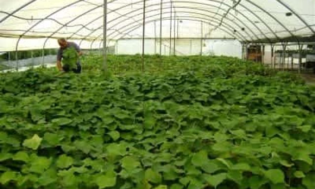 ΦΥΤΩΡΙΑ ΠΕΤΡΙΔΟΥ – ΠΕΤΡΙΔΟΥ ΔΗΜΗΤΡΑ – ΦΥΤΩΡΙΟ – ΣΚΥΔΡΑ ΠΕΛΛΑΣ