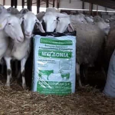 ΜΥΓΔΟΝΙΑ – ΑΦΟΙ ΔΟΪΡΑΝΛΗ Ο.Ε. – ΒΙΟΤΕΧΝΙΑ ΖΩΟΤΡΟΦΩΝ – ΛΑΓΚΑΔΑΣ ΘΕΣΣΑΛΟΝΙΚΗ