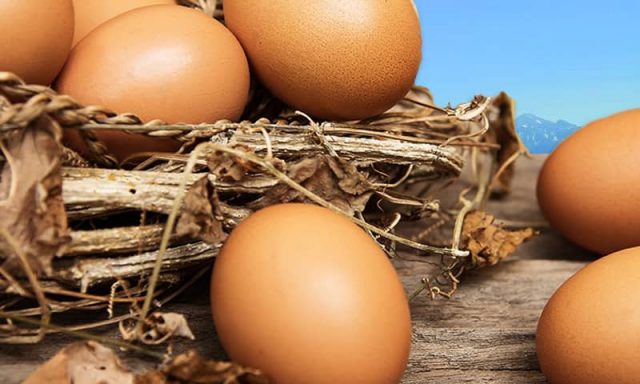 ΜΩΛΟΣ ΠΡΟΚΟΠΗΣ ΕΥΑΓΓΕΛΟΣ – ΑΓΡΟΠΤΗΝΟΤΡΟΦΟΣ – ΜΕΓΑΡΑ ΑΤΤΙΚΗ