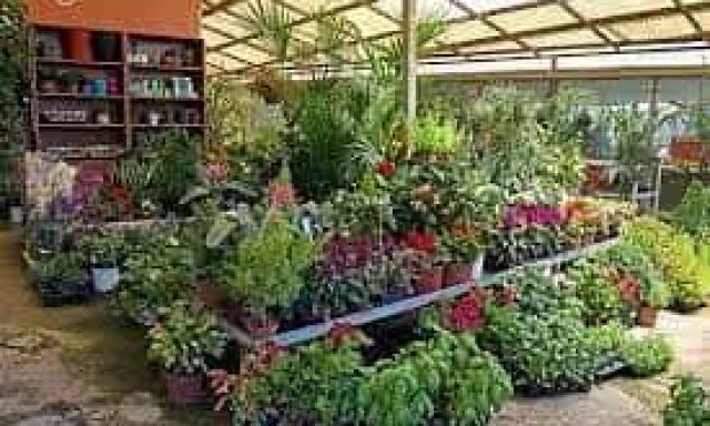 ΜΩΡΑΙΤΗΣ ΠΑΝΑΓΙΩΤΗΣ – ΑΝΘΟΠΩΛΕΙΟ VIRGINIA – ΜΥΤΙΛΗΝΗ ΛΕΣΒΟΣ