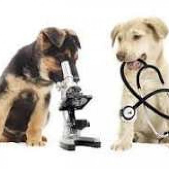 ΚΑΡΑΚΙΤΣΟΣ ΖΩΗΣ ΜΑΡΟΥΙΔΗΣ ΧΡΗΣΤΟΣ Ο.Ε – SMART PETS – ΚΤΗΝΙΑΤΡΕΙΟ – ΠΕΡΑΙΑ